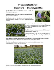 Steckbrief-Blaustern.pdf